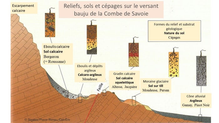 Distribution et relations relief/sols/cépages sur le versant bauju de la Combe de Savoie