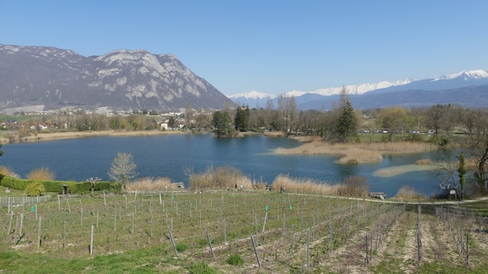 Le lac de Saint André et le vignoble des Abymes